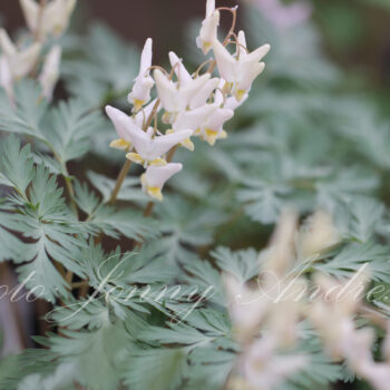 Dicentra cucullaria  Sjömanshjärta