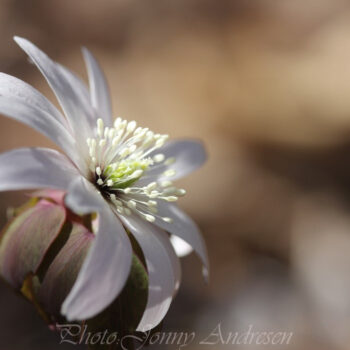 Anemone raddeana Roseum
