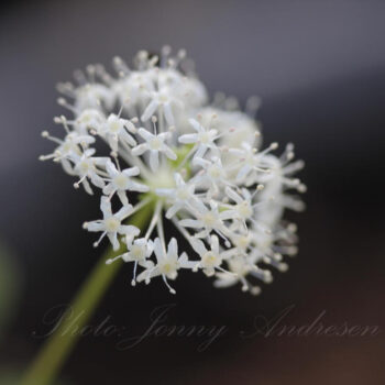 Panax trifolius  Dvärg Ginseng